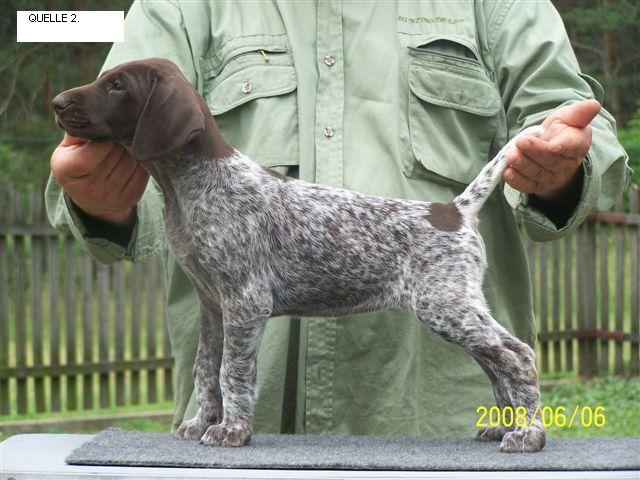 Staying in Malomkzi kennel